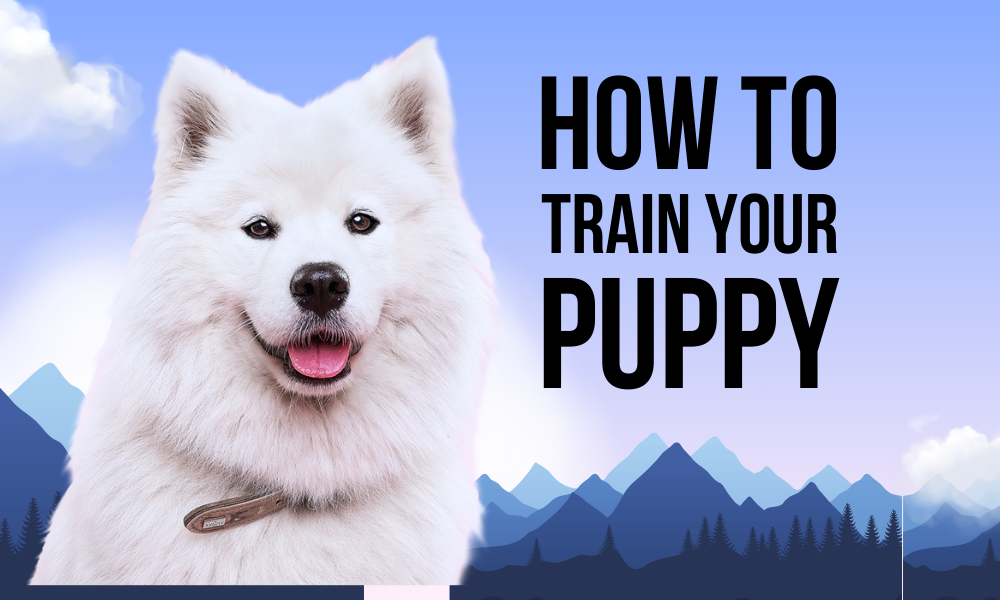 The Ultimate Guide to Training Your Puppy: Basic Training Tips for Success